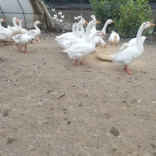 海伦市东北三花散养鹅