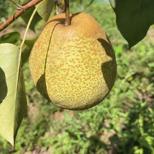炎陵县冬瓜梨