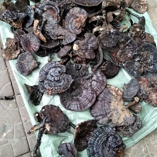 博罗县中灵芝批发