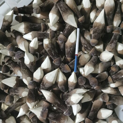 菏泽基地常年供应黑皮鸡枞菌