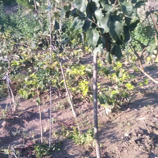 绛县大量供应苹果树