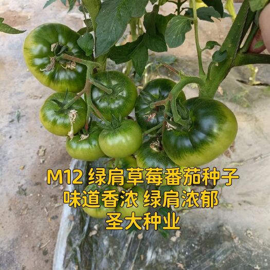 草莓西红柿种子 口感番茄种子  绿肩浓  味道好 早熟性好