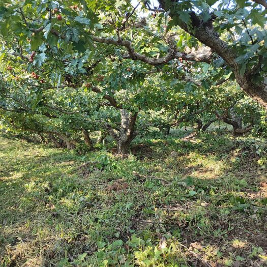 绛县山楂树大树 30年