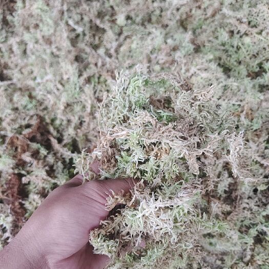 隆回县优质水苔干货
