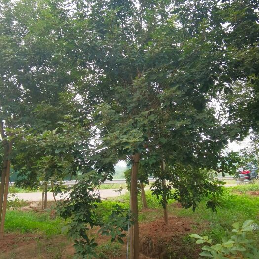 泸州四川地区供应黄花风铃木