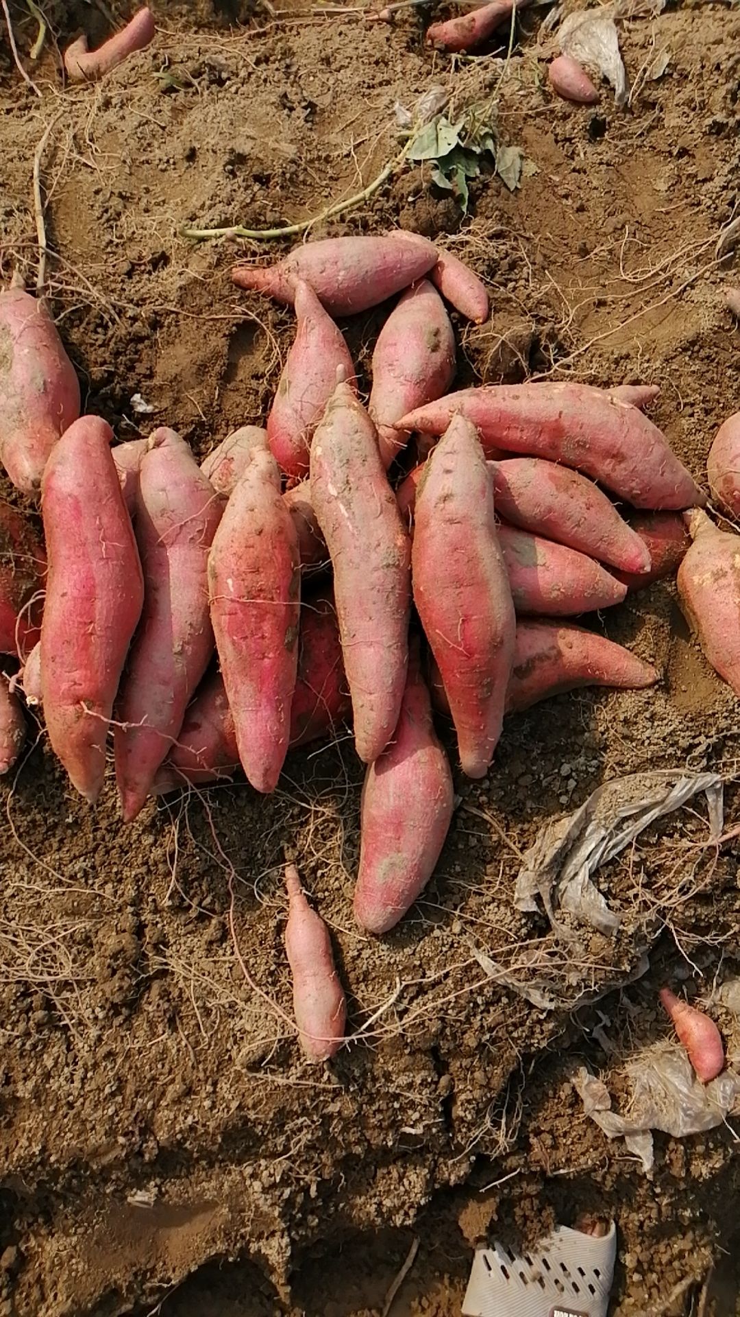 纯沙土地的西瓜红红薯大量上市，量大从优，真正一手货源