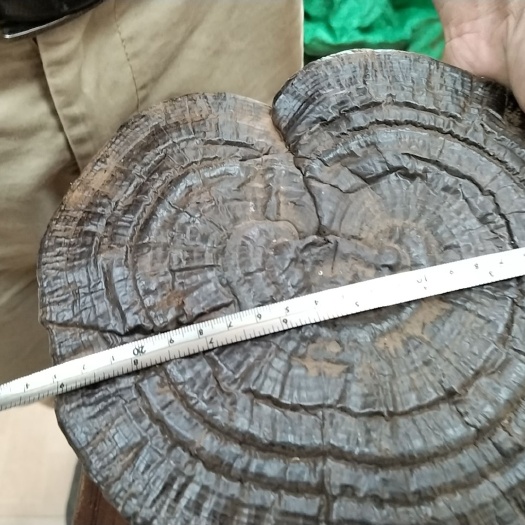 博罗县特大灵芝批发，20公分以上
