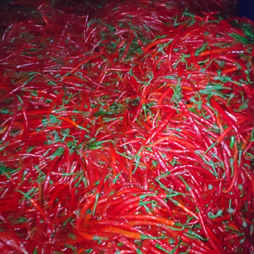 纳雍县二荆条，小米辣现摘