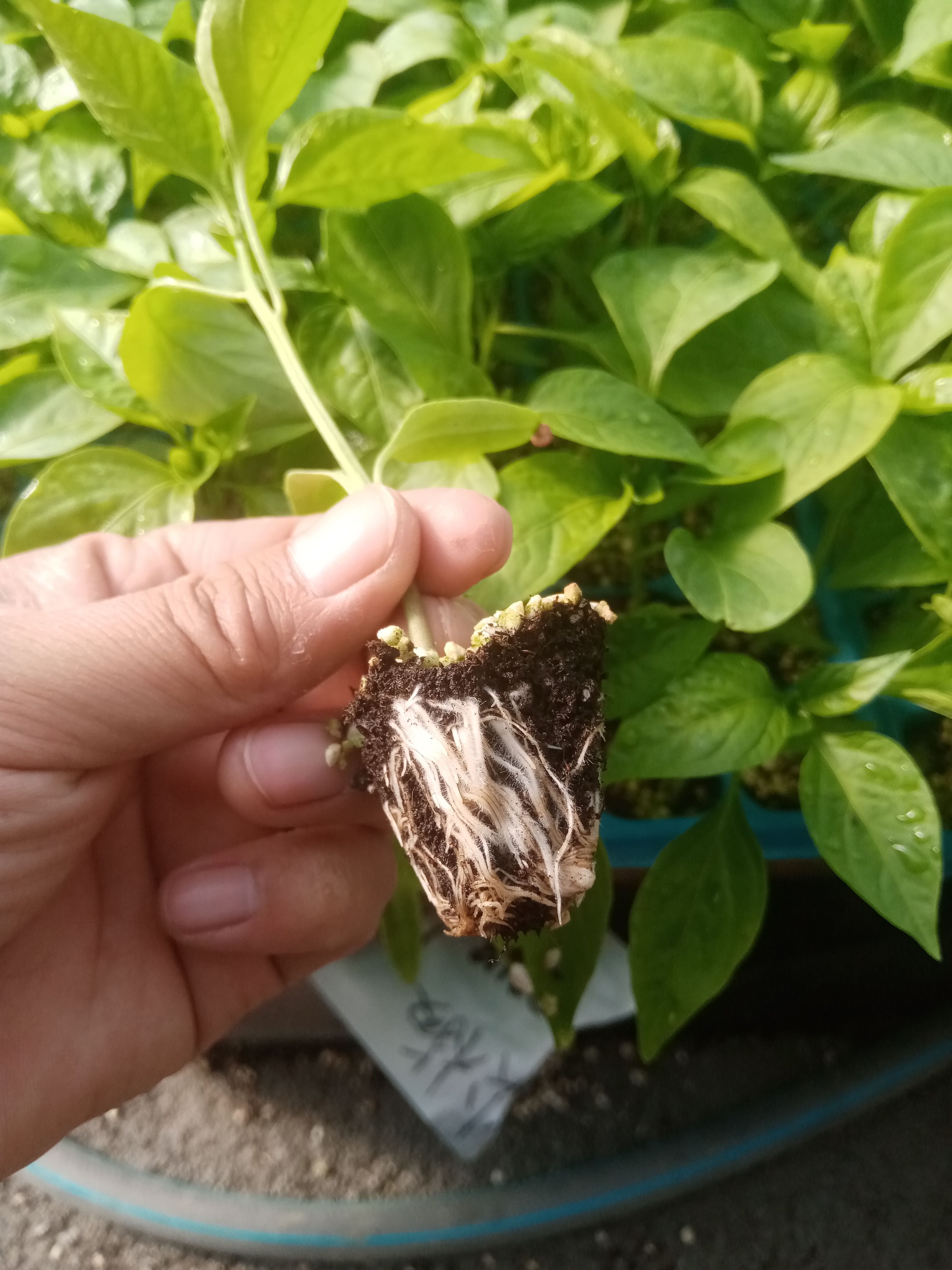 螺丝椒苗 全螺丝椒品种 早熟 基地直发 产量大 山东寿光