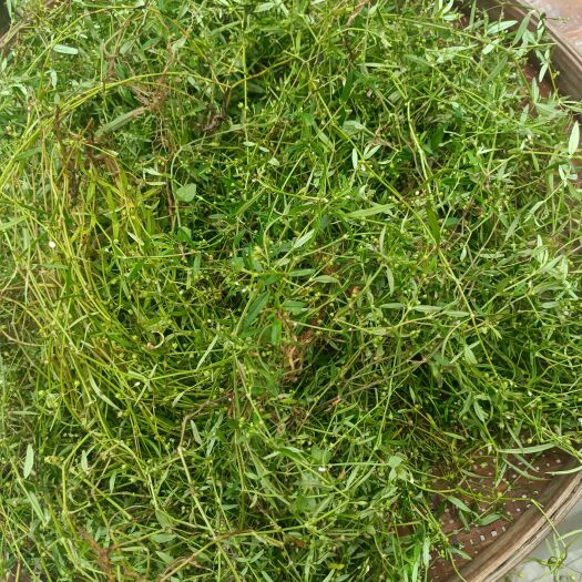 龙川县纯白花蛇舌草