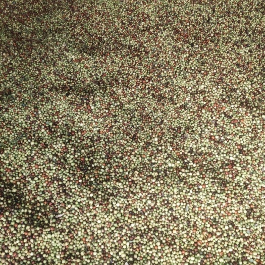天津酸枣大量有货
