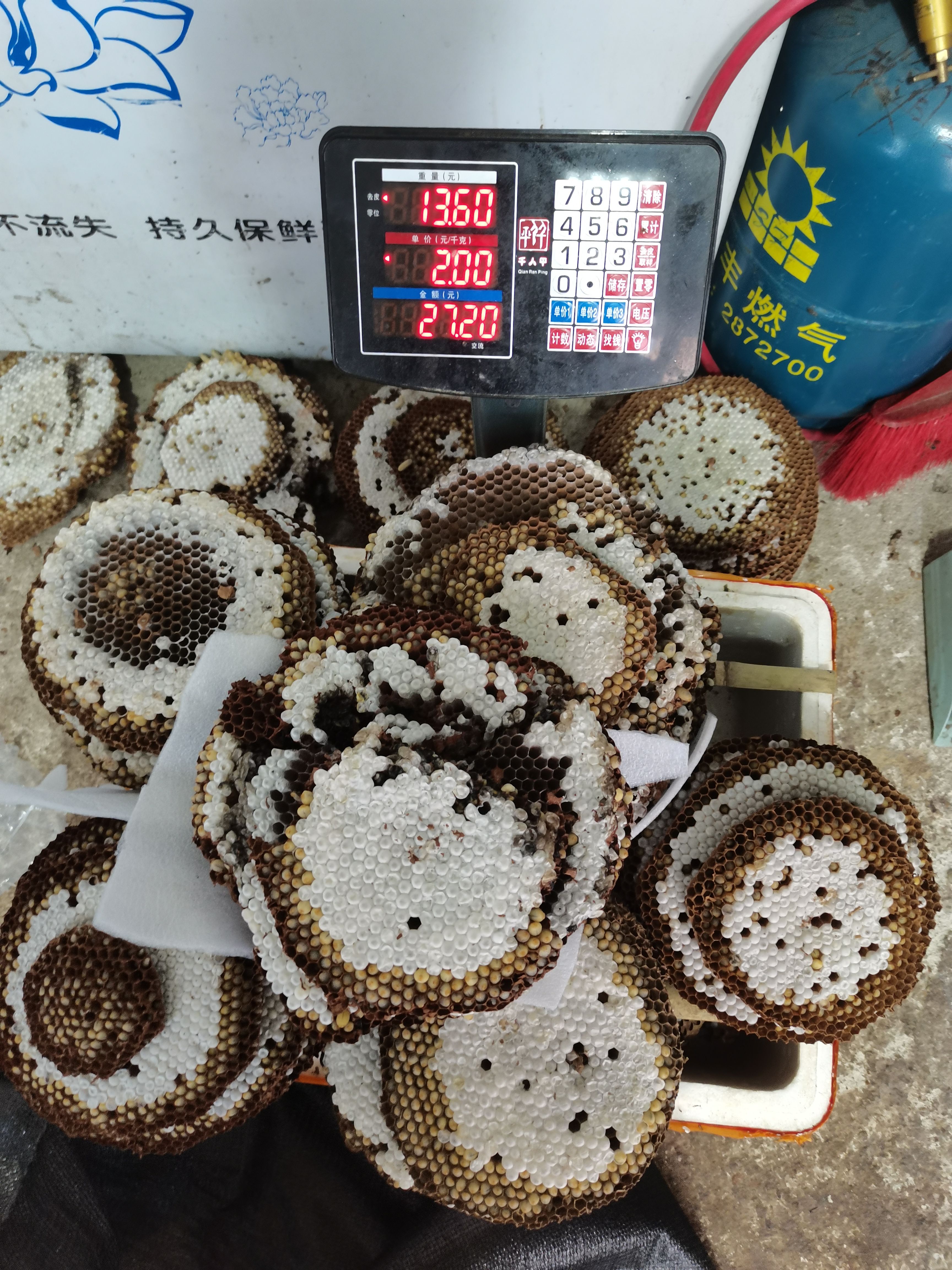 蜂蛹马蜂蛹狐蜂蛹树蜂土蜂