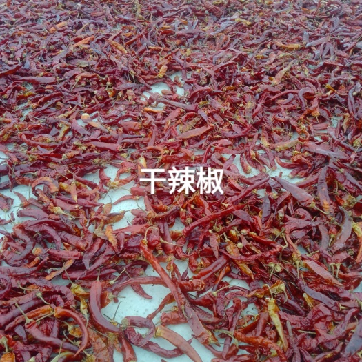 信丰县露天辣椒种植园
