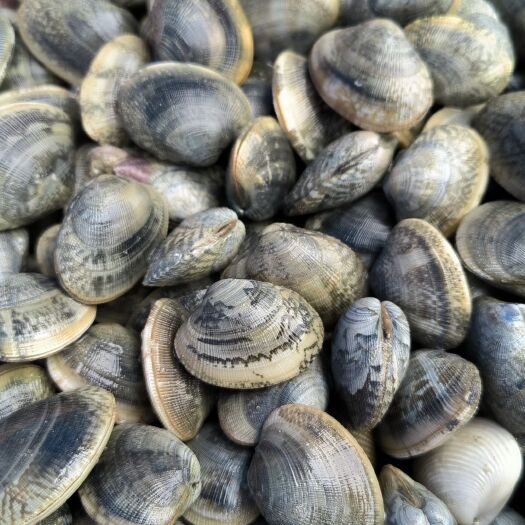 遂溪县新鲜上货螺苗