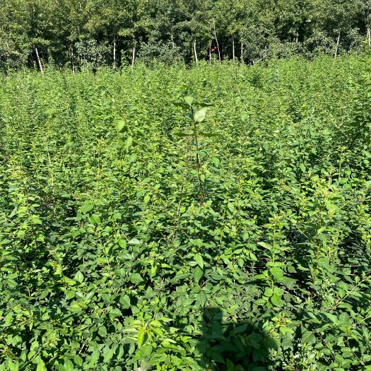 绛县大量供应三年生药用连翘苗