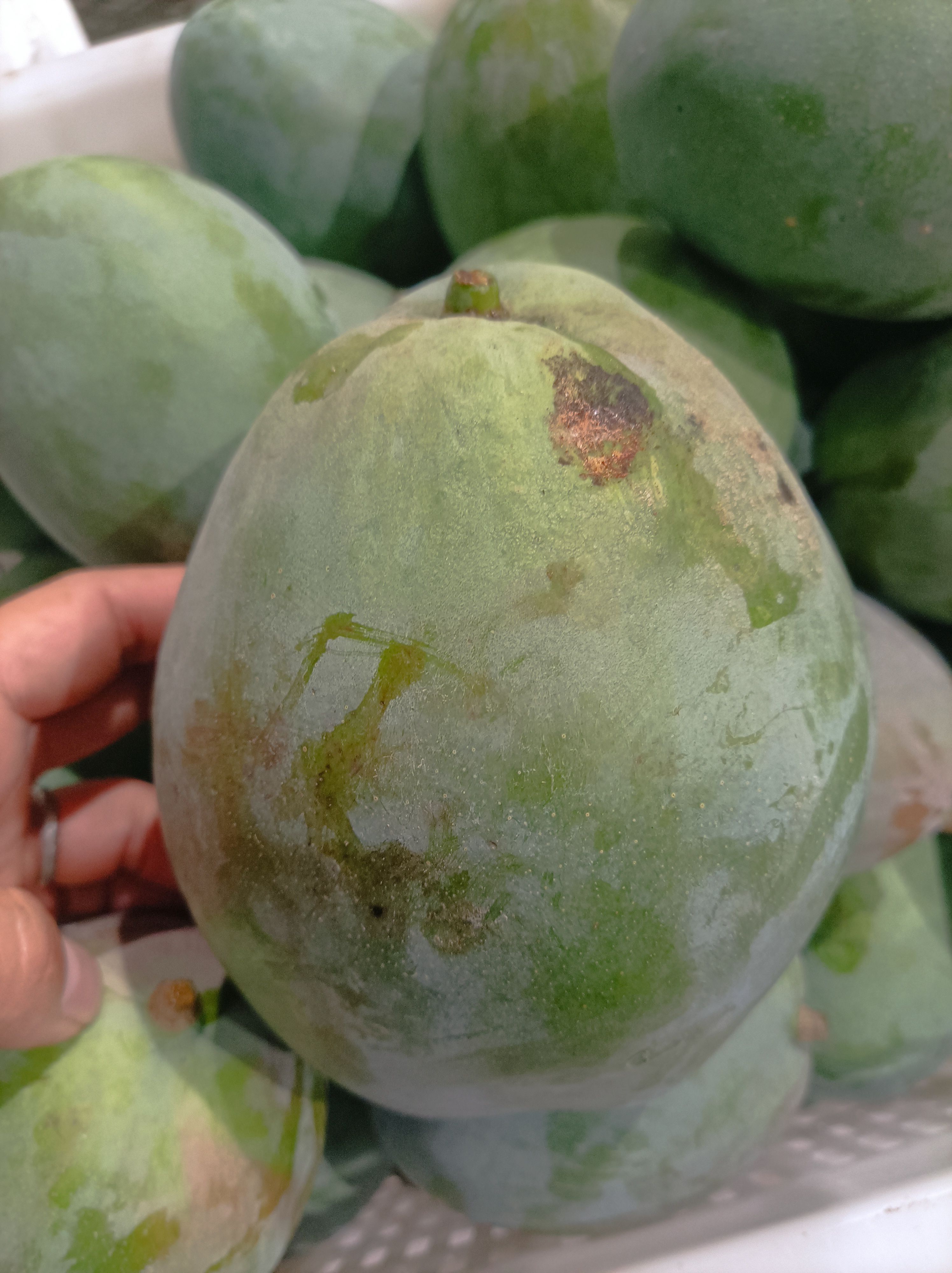 凯特花皮93元一筐60斤甜品蛋糕糖水一件也批发到店可催熟发货