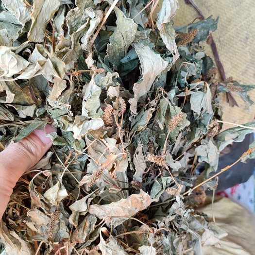奉节重庆产地鱼腥草非家种