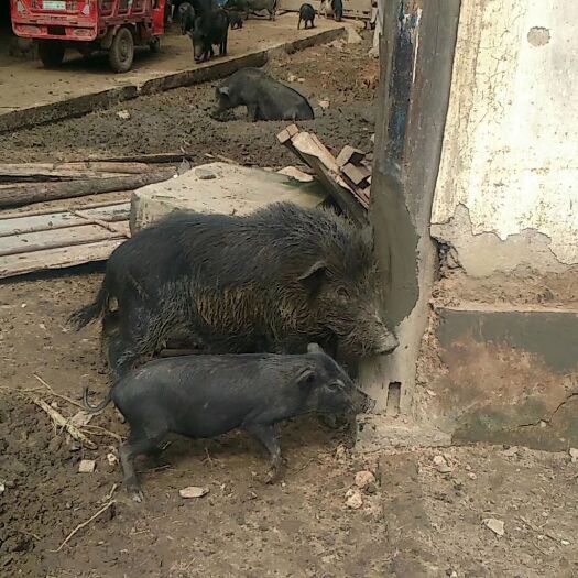 藏香猪经产母猪