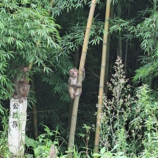 各种竹子大量出售,各种规格都可制定