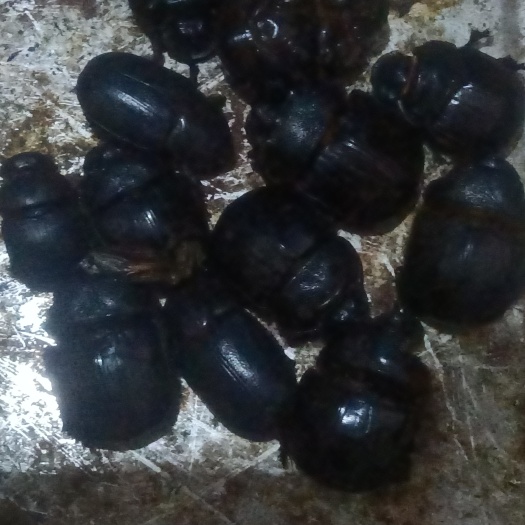 钦州优质屎壳郎干货
