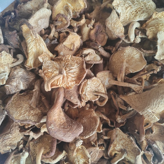 楚雄市野生香菇干，纯野生香菇干1斤包邮