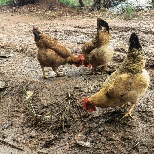 灵山县正宗灵山香鸡，跑山散养，肉质结实，口感独特。