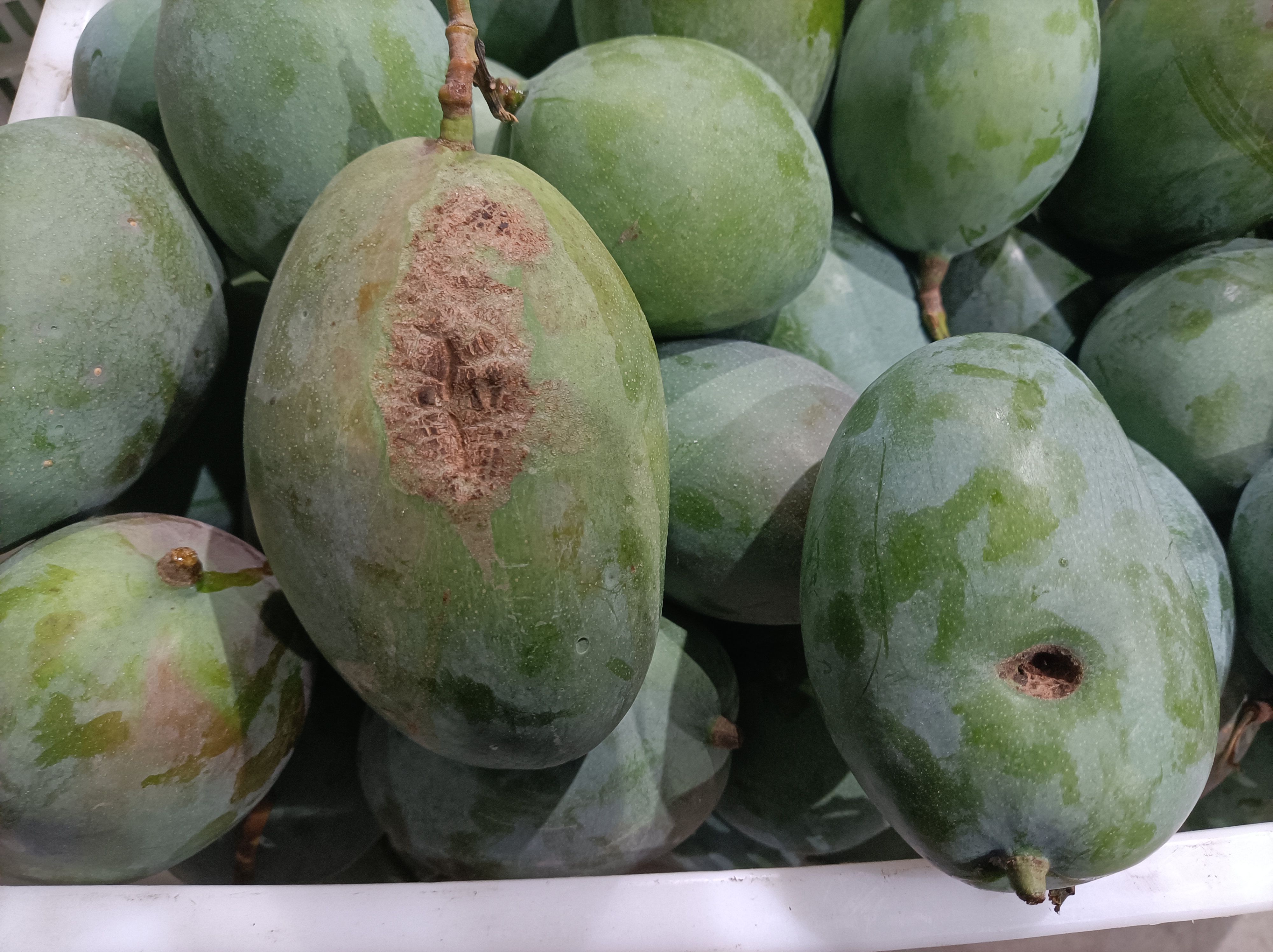 凯特花皮93元一筐60斤甜品蛋糕糖水一件也批发到店可催熟发货