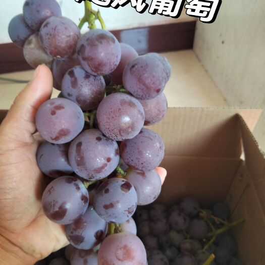太原清徐葡萄，皮薄、粒大、肉厚。