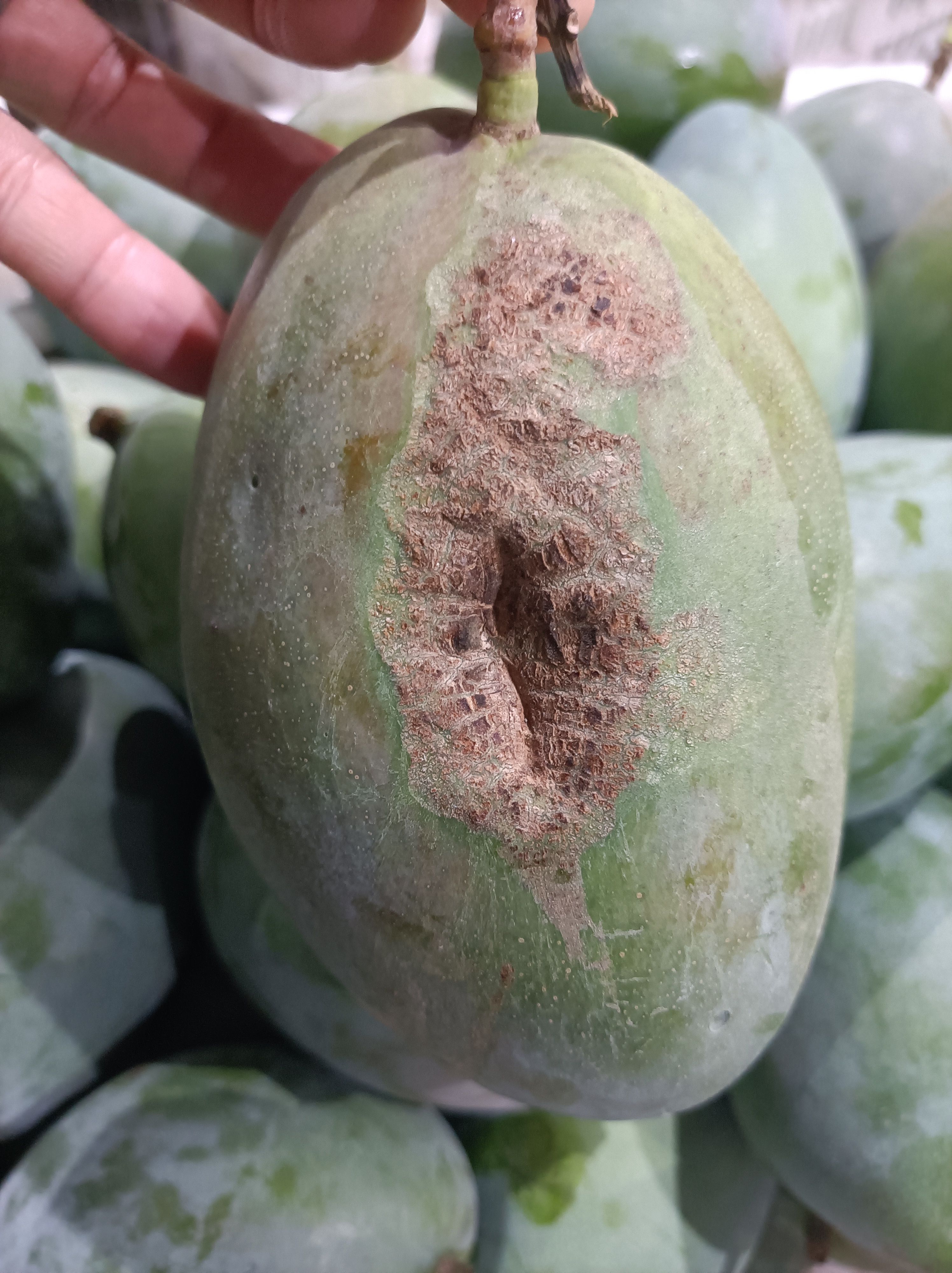 凯特花皮93元一筐60斤甜品蛋糕糖水一件也批发到店可催熟发货