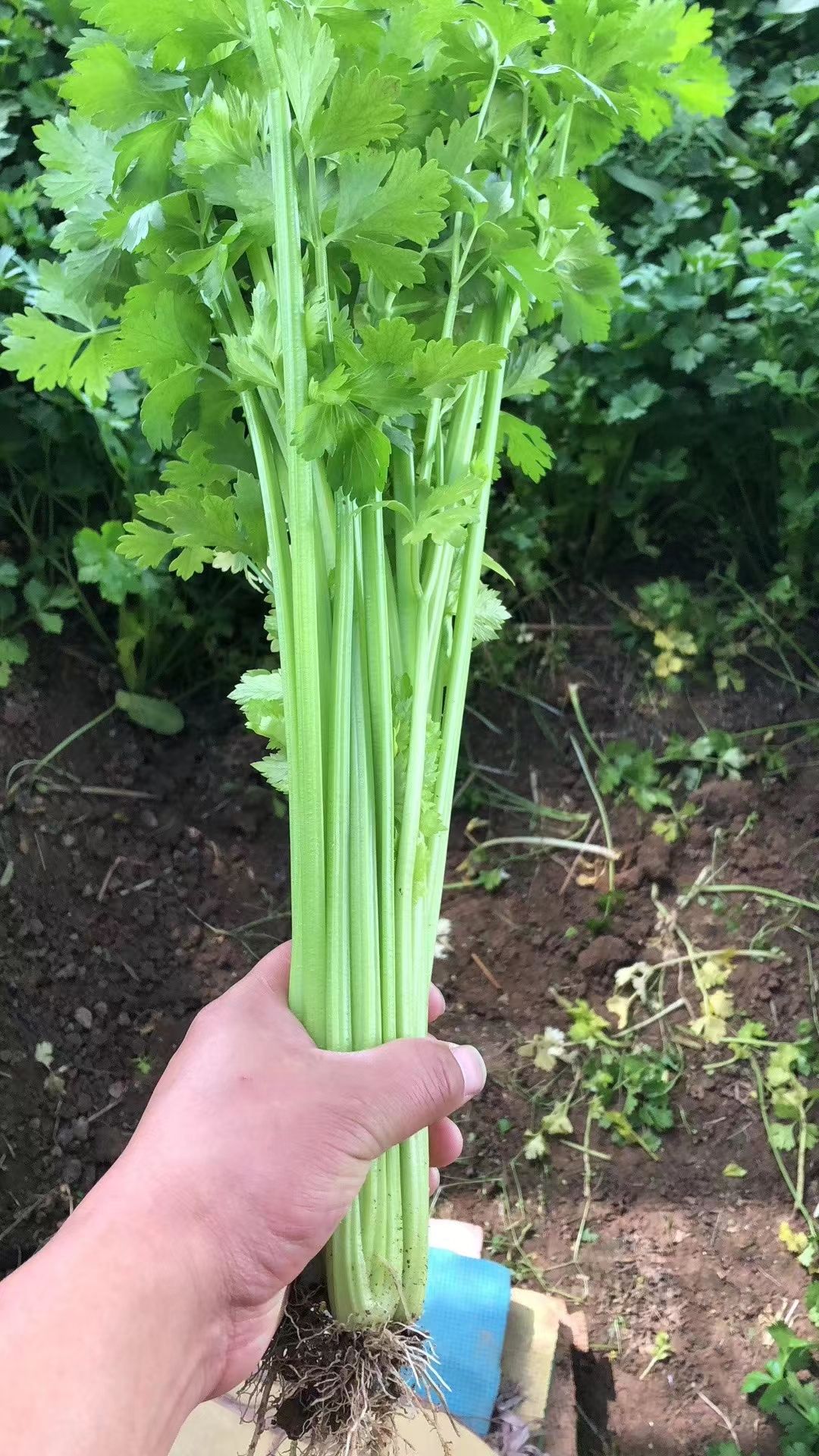 小香芹种子法国小皇后小芹菜种子耐热耐寒抗病小西芹种子芹菜种子