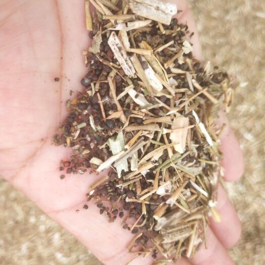 鄂温克旗油菜糠，