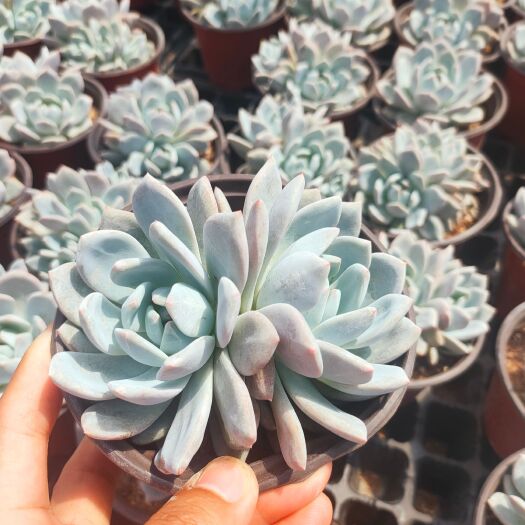 宜良县多肉植物  橙梦露
