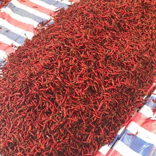 阿克苏市小米椒