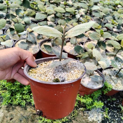 郯城县红雷雪球 大叶布克香味木本绣球