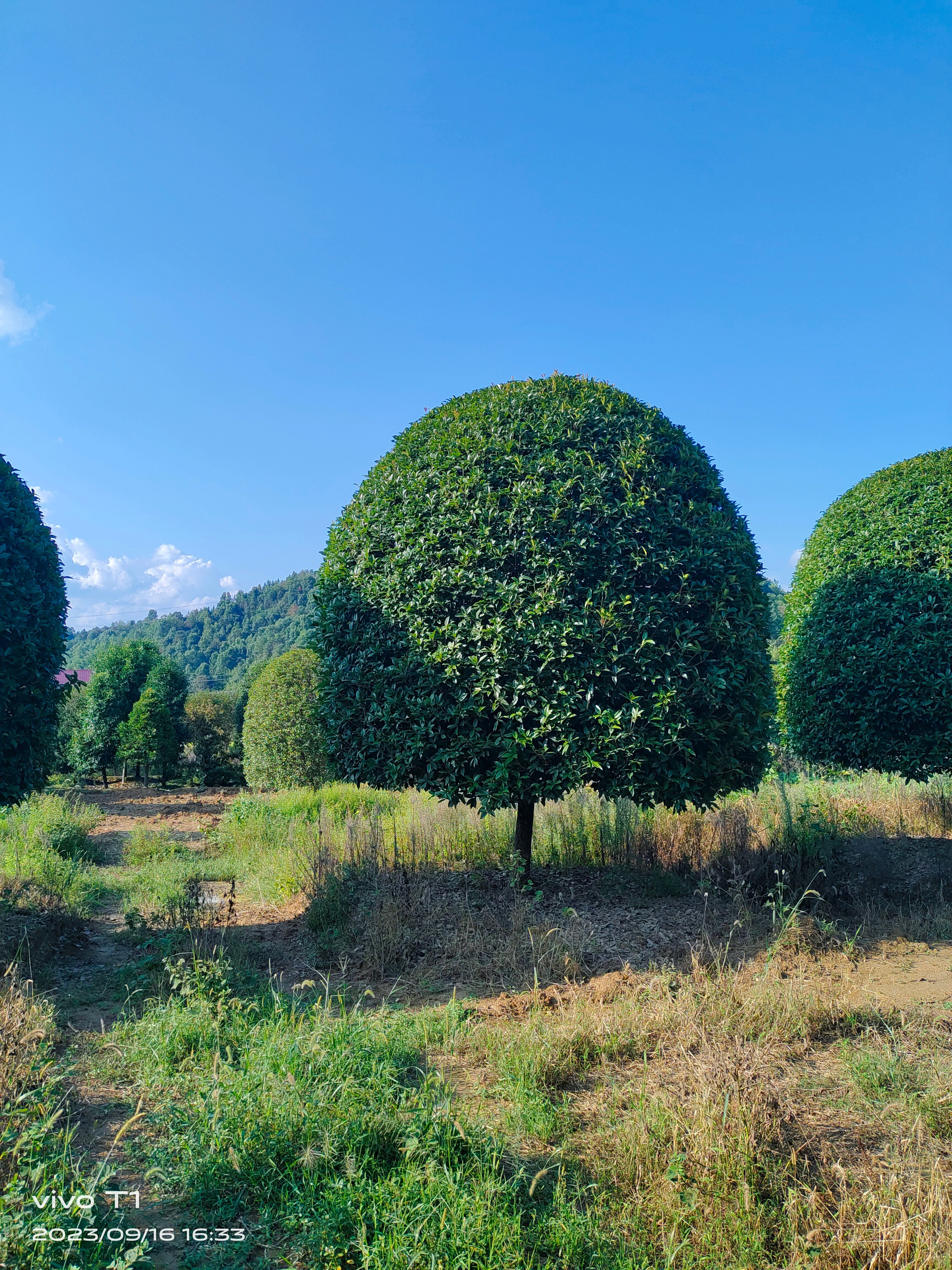 精品桂花--八月金桂-丹桂