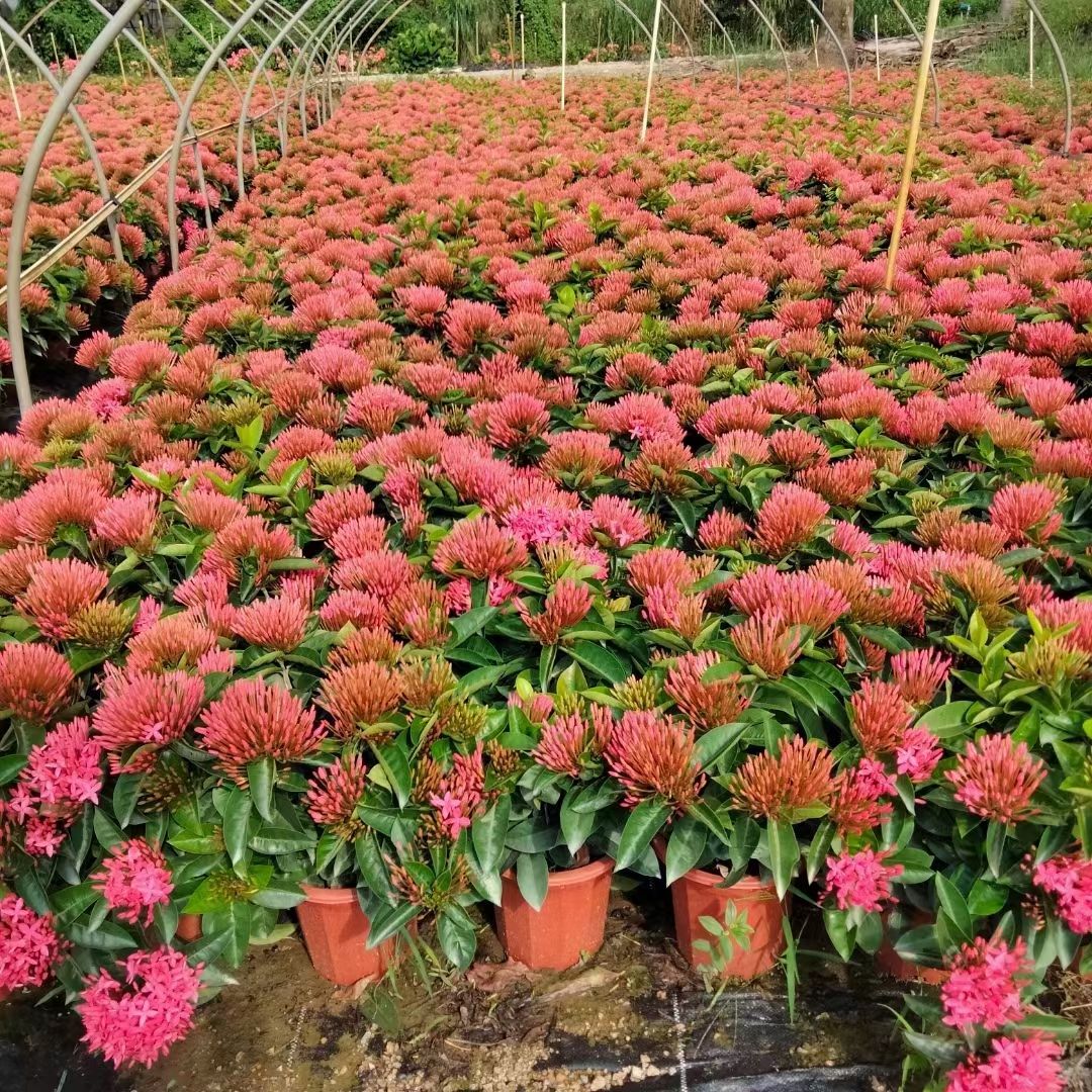 宫粉龙船花喜温暖、高温、阳光充足的环境，花期夏秋