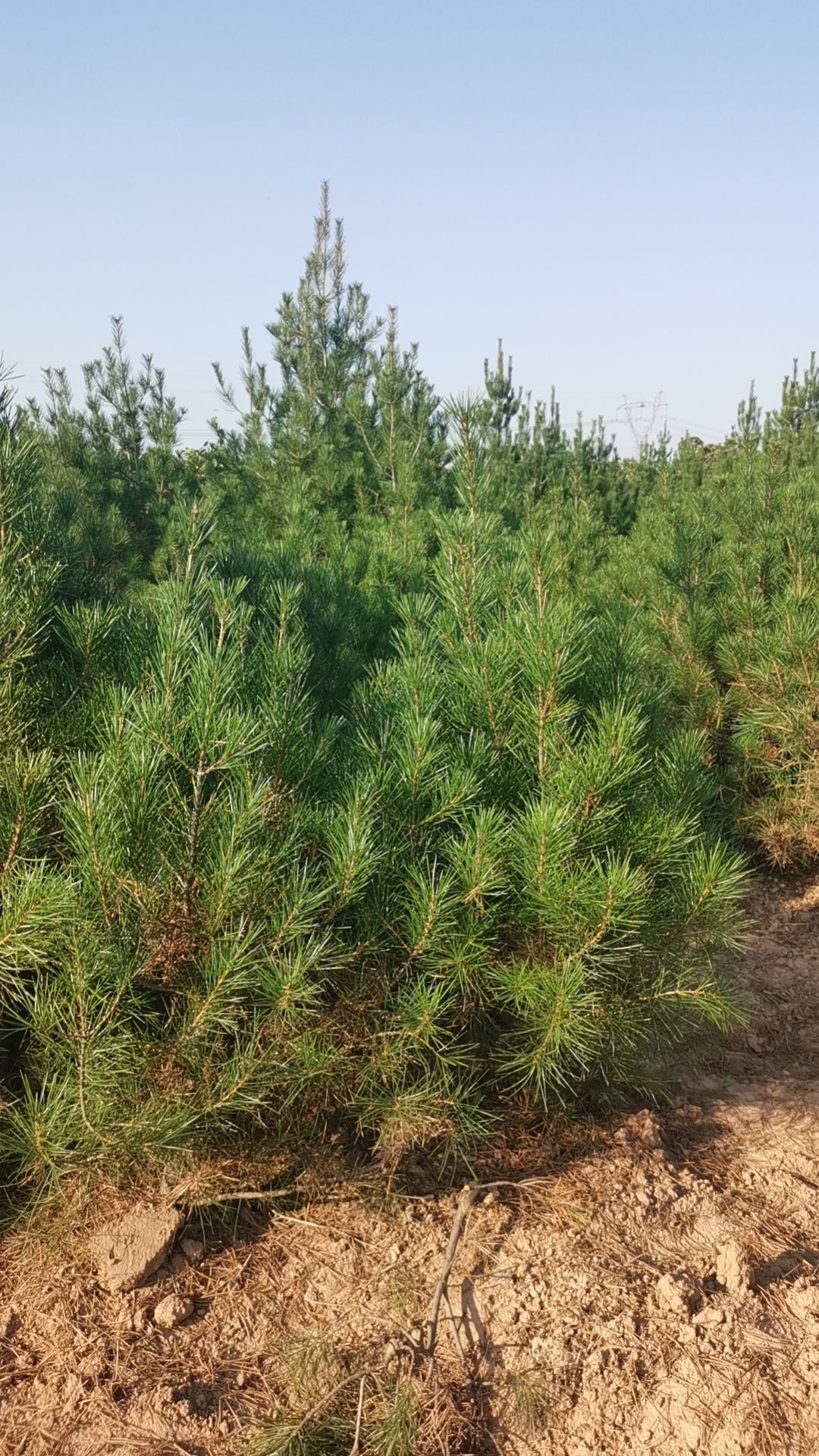 山西白皮松  白皮松杯21乘21