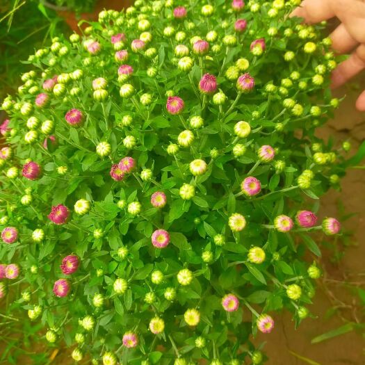 青州市球菊