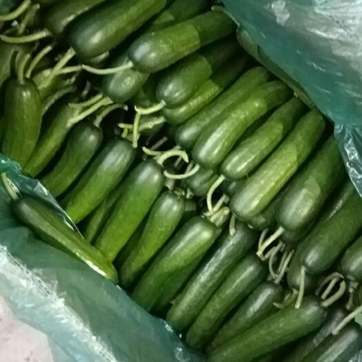 菏泽现摘基地直发水果黄瓜