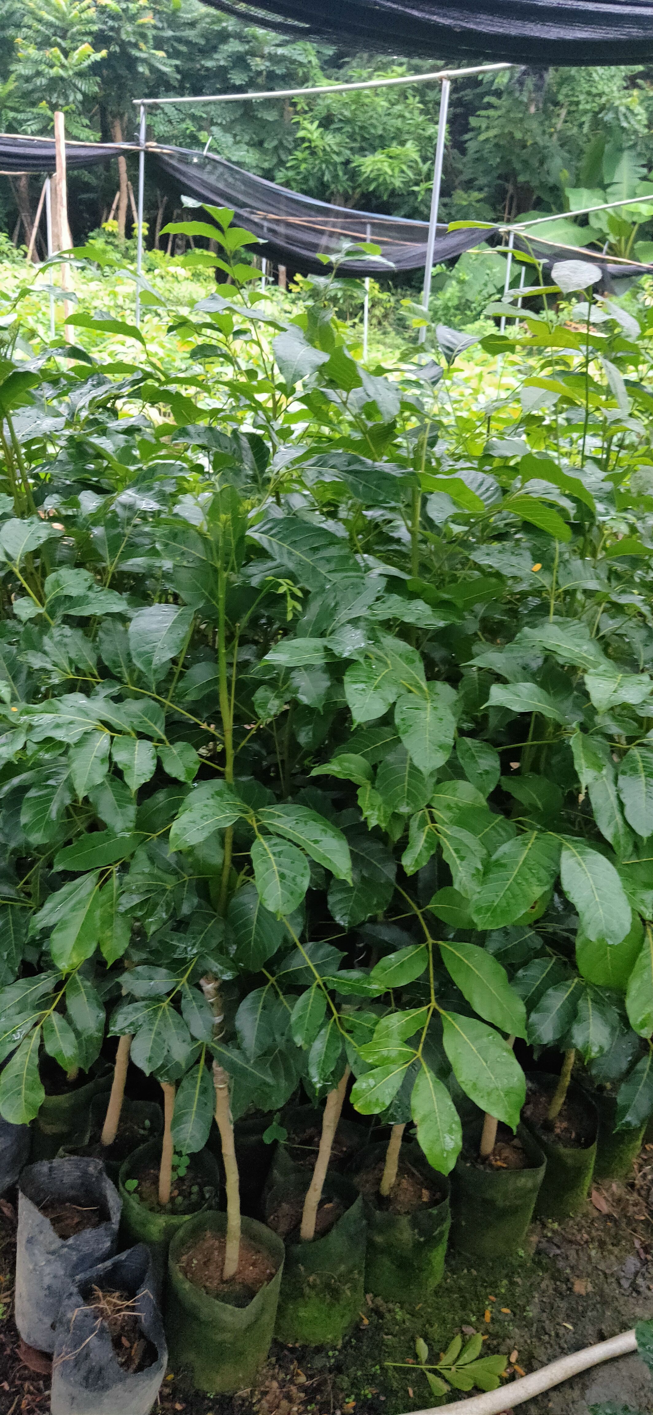 吊丝茅黑榄核美植袋苗(石站榄)