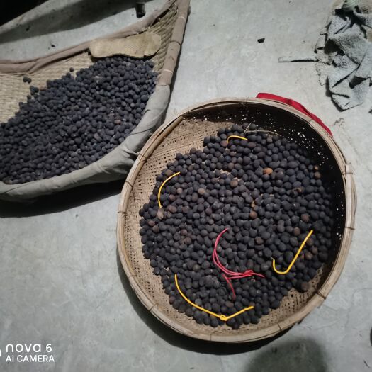 淮滨县信阳新鲜带壳干莲子即食大老莲子种籽黑色莲子荷花种子