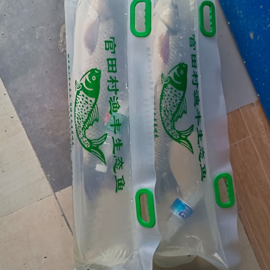 灵山县高山长流水，全年青草喂养四年以上。重量达10斤以上。