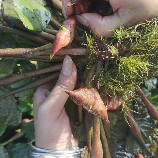 五河县老菱角