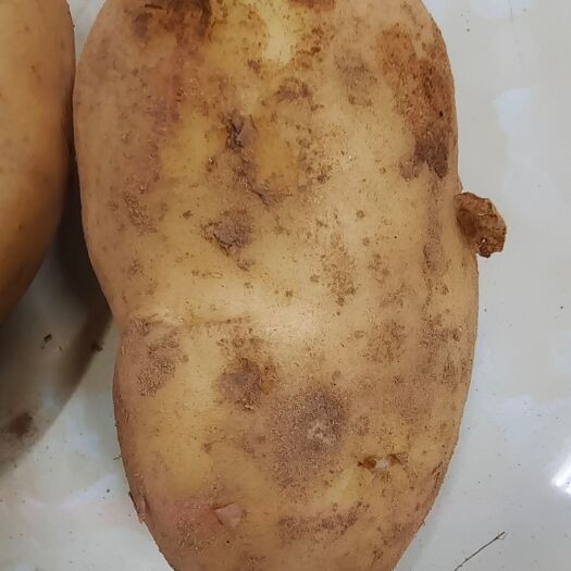 蔬菜   土豆