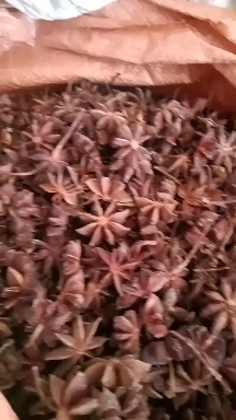富宁县大红干八角，无硫磺质量保证，