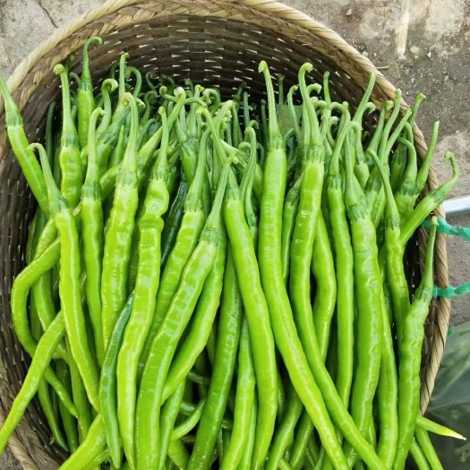 耿马县产地大量有货   主要辣椒  玉米  豆子  茄子