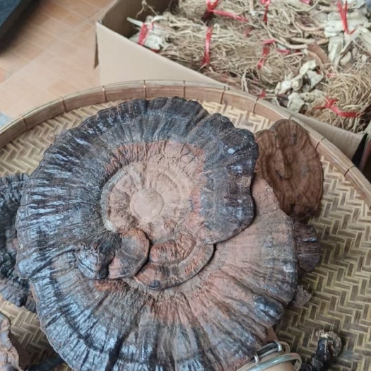 博罗县大号灵芝批发