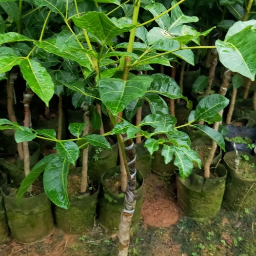 普宁市工艺黑橄榄中杯苗。美植袋苗