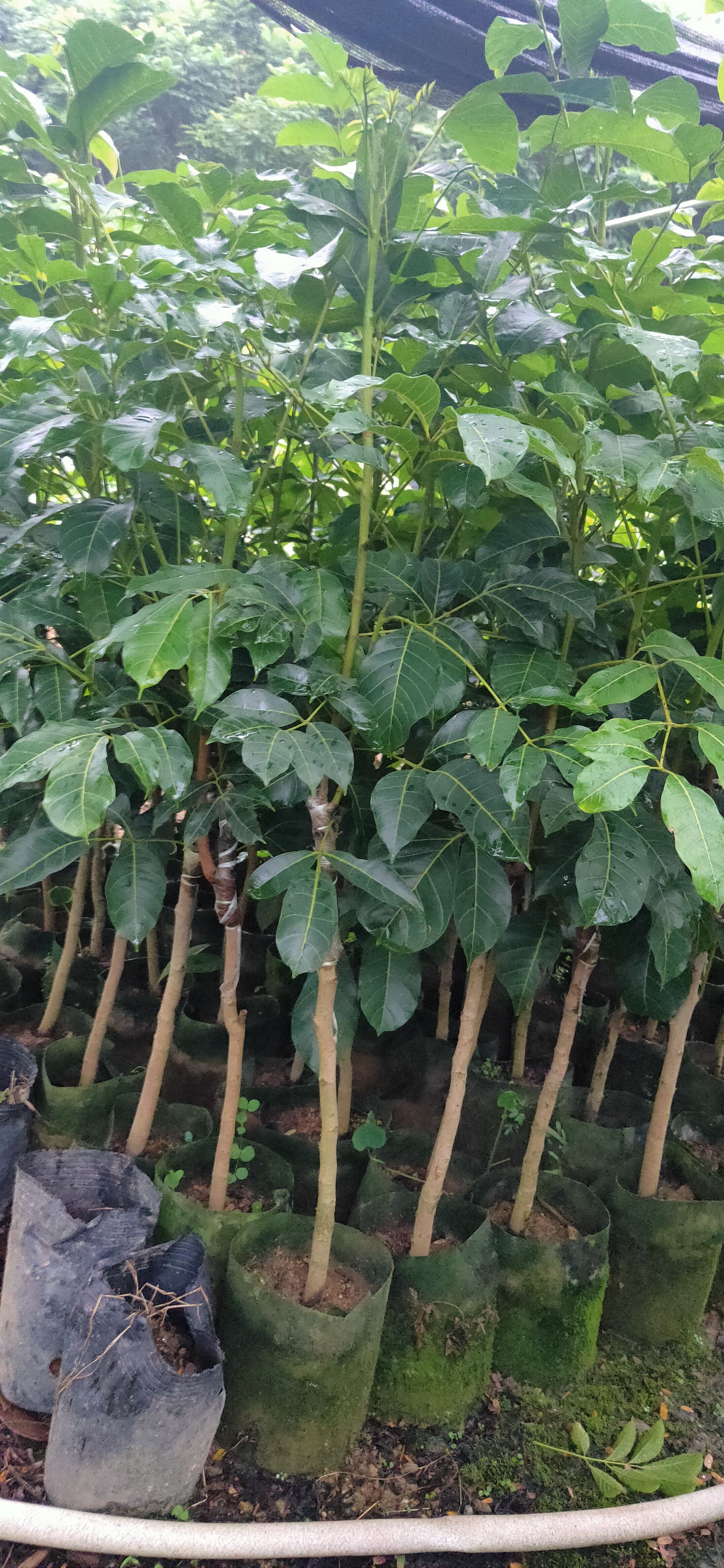 吊丝茅黑榄核美植袋苗(石站榄)