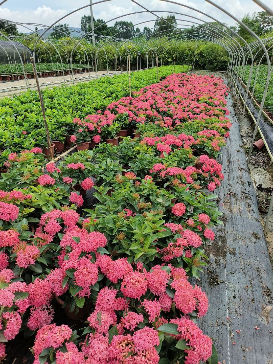 宫粉龙船花喜温暖、高温、阳光充足的环境，花期夏秋